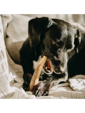 4DOGS Gryzak z poroża M hard