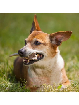 4DOGS Gryzak z poroża M hard