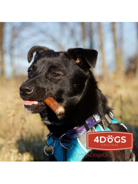 4DOGS Gryzak z penisa wołowego L