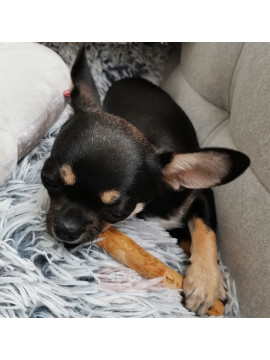 4DOGS Gryzak z drzewa kawowego S