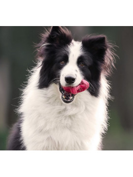 PetDreamHouse Zabawka gumowa Geo-Astro Rolly czerwona
