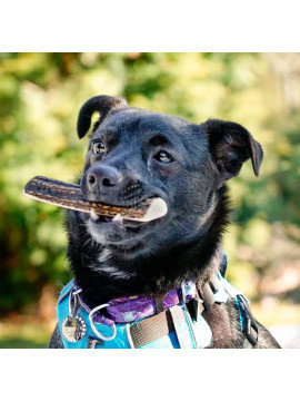 4DOGS Gryzak z poroża S easy