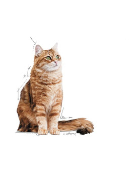 Royal Canin Digestive Care karma mokra w sosie dla kotów dorosłych, wrażliwy przewód pokarmowy saszetka 85g