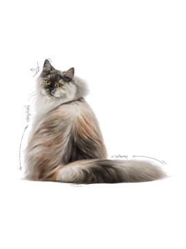 Royal Canin Hair & Skin Care w sosie  karma mokra dla kotów dorosłych, zdrowa skóra, piękna sierść saszetka 85g