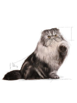 Royal Canin Persian Adult karma mokra w pasztecie dla kotów dorosłych rasy perskiej saszetka 85g