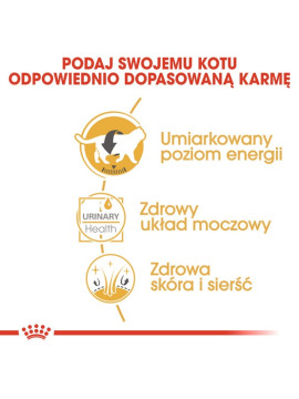 Royal Canin British Shorthair karma mokra w sosie dla kotów dorosłych rasy brytyjski krótkowłosy saszetka 85g