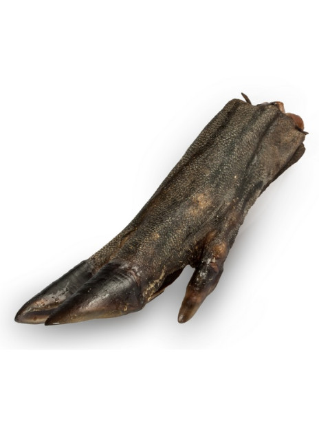 Balto Racica dzika 1szt