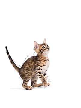 Royal Canin Kitten Sterilised karma mokra w galaretce dla kociąt od 6 do 12 miesiąca życia, sterylizowanych saszetka 85g