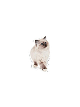 Royal Canin Kitten pasztet (loaf) karma mokra dla kociąt do 12 miesiąca życia saszetka 85g