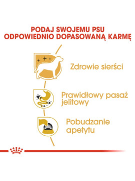 Royal Canin Chihuahua Adult karma mokra – pasztet, dla psów dorosłych rasy chihuahua saszetka 85g