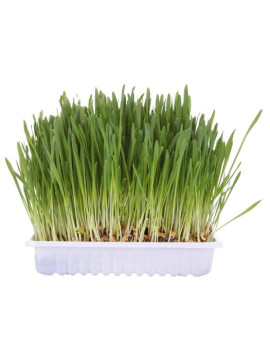 Trixie Trawa dla kota w woreczku 100g [4236]