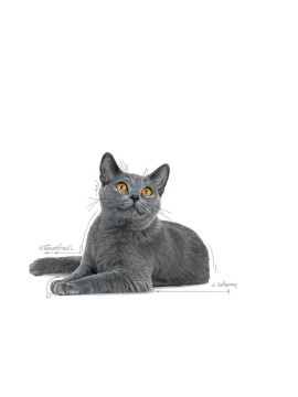 Royal Canin Dental Care karma sucha dla kotów dorosłych, redukująca odkładanie kamienia nazębnego 400g