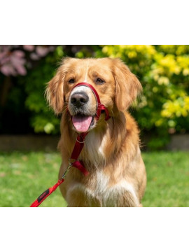 Halti Kantarek - obroża uzdowa rozmiar 4 czerwona