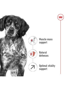 Royal Canin Medium Adult 7+ karma sucha dla psów dorosłych, ras średnich 15kg