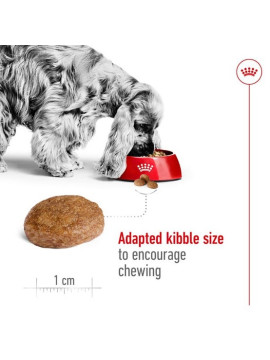 Royal Canin Medium Adult 7+ karma sucha dla psów dorosłych, ras średnich 15kg