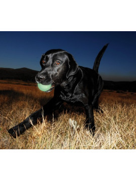 Chuckit! Max Glow Ball Medium [32313]