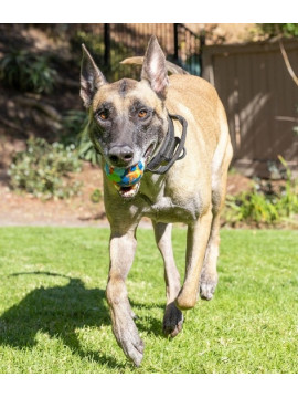 Chuckit! Eco Fetch Ball Large [37165]