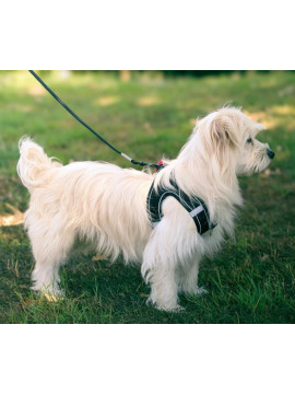 Zolux Szelki oddychające z siatki M czarne