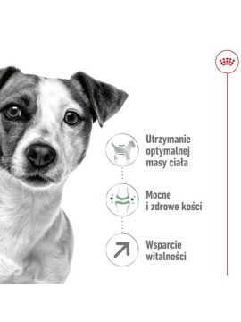 Royal Canin Mini Adult 8+ karma sucha dla psów starszych od 8 do 12 roku życia, ras małych 800g