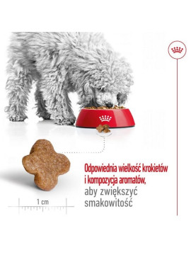 Royal Canin Mini Adult 8+ karma sucha dla psów starszych od 8 do 12 roku życia, ras małych 800g