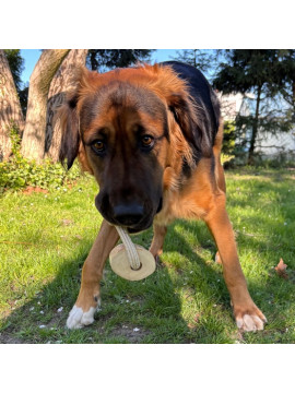 Dingo Psia-Kawka Gryzak z drewna kawowego sznur 1 węzeł 15cm