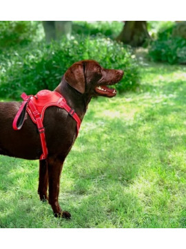 Zolux Szelki ze smyczą automatyczną Easyride L czerwone