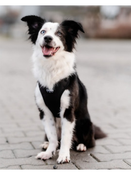 CHABA Szelki Guard Comfort Classic L czarne