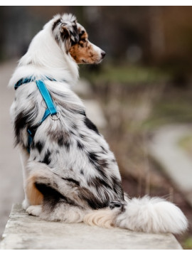 CHABA Szelki Guard Comfort Classic L morskie