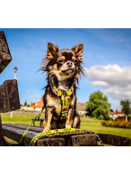 Dingo Szelki dwupaskowe Guard City - Nie Dotykaj rozmiar S