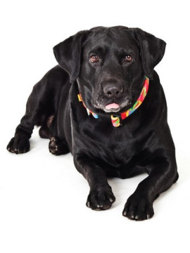 Dingo Obroża regulowana America Kolorado 3,0cm/60cm