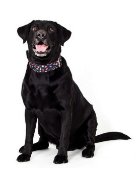 Dingo Obroża regulowana America Alabama 3,0cm/60cm