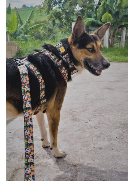 Dingo Obroża regulowana City - Chiapas 4,0cm/75cm