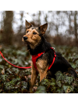 Dingo Szelki bezuciskowe z dwupaskową regulacją M czerwone