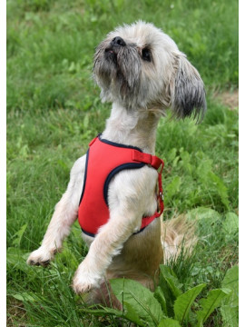 Dingo Szelki bezuciskowe z dwupaskową regulacją M czerwone