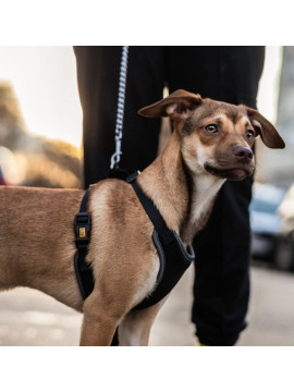 Dingo Szelki bezuciskowe z dwupaskową regulacją S czarne
