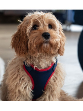 Dingo Szelki bezuciskowe z dwupaskową regulacją S granatowe