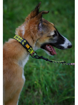 Dingo Obroża regulowana City - Nie Dotykaj 3,0cm/60cm