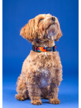 CHABA Obroża regulowana Story III L Aussie