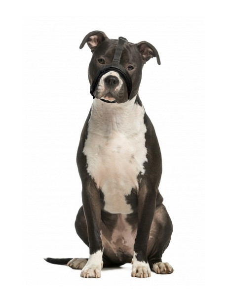 Grande Finale Kaganiec dla psa pekińczyk rozmiar 3 (20-26cm)