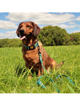 Dingo Obroża regulowana City - Monstera 2,0cm/45cm