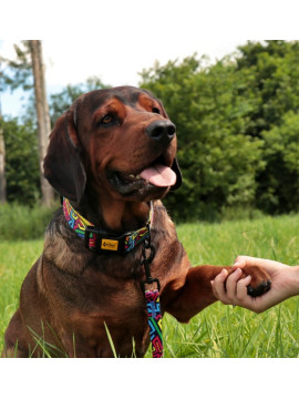 Dingo Obroża regulowana City - Graffiti 2,0cm/45cm