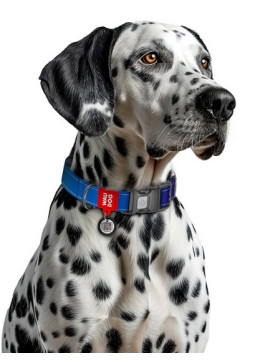 Collar WauDog Nylon Mono Obroża nylonowa odblaskowa z QR-paszportem, plastikowy fastex, L 25mm/33-49cm niebieska