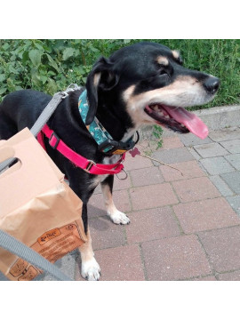 Dingo Papierowe torebki na odchody 10szt