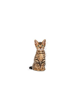 Royal Canin Kitten Sterilised karma sucha dla kociąt od 4 do 12 miesiąca życia, sterylizowanych 400g