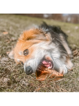 4DOGS Gryzak z korzenia drzewa wrzosowego XL