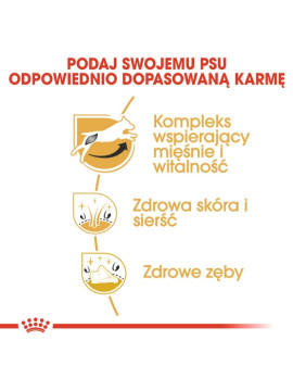 Royal Canin Jack Russell Terrier Adult karma sucha dla psów dorosłych rasy jack russell terrier 1,5kg