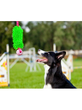 Dingo Zabawka dla psa - Szarpak Mop Bungee z piłką zielony