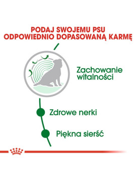Royal Canin Mini Ageing 12+ karma sucha dla psów dojrzałych po 12 roku życia, ras małych 1,5kg